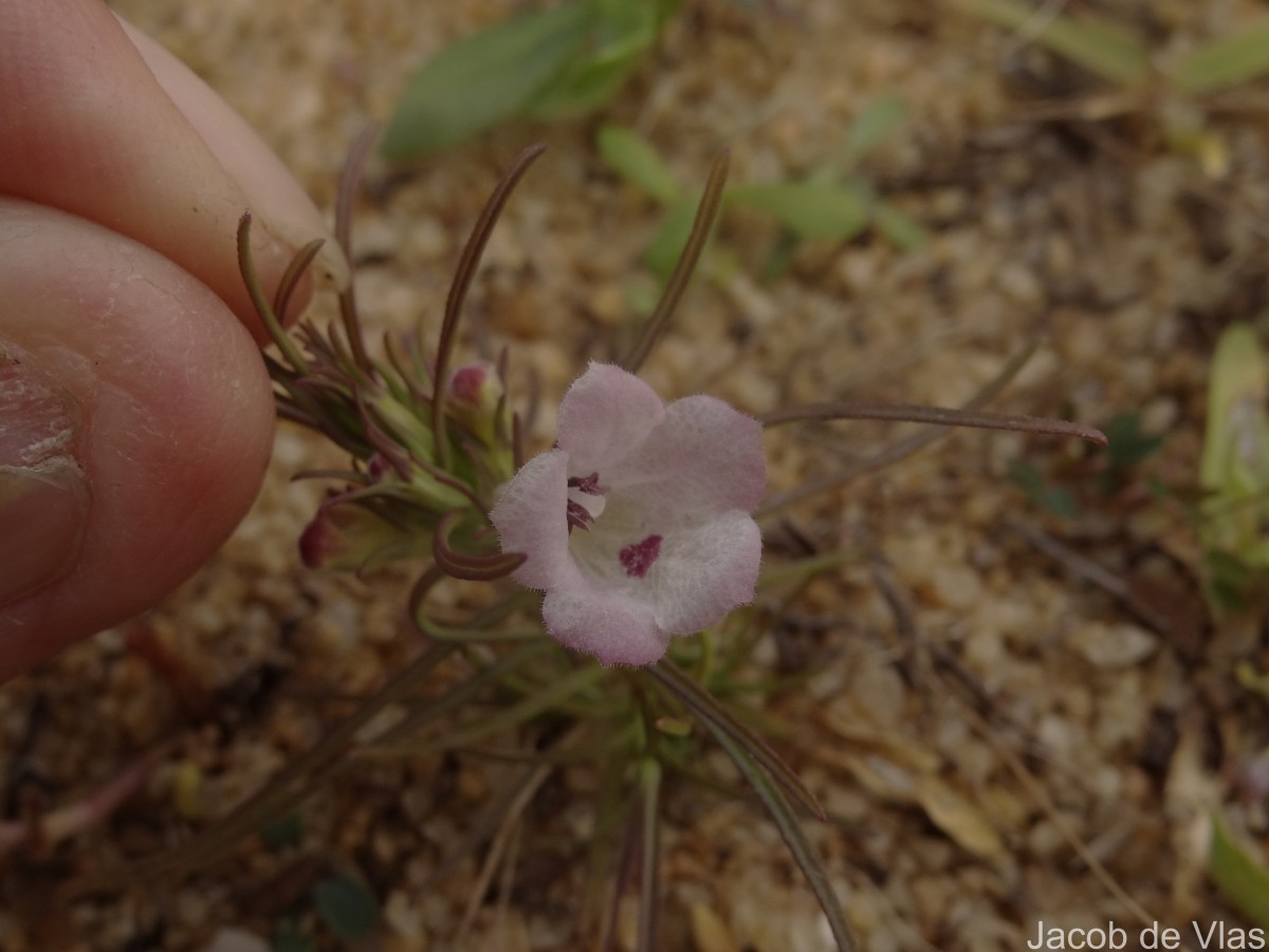 Parasopubia delphiniifolia (L.) H.-P.Hofm. & Eb.Fisch.